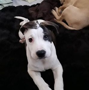 Meet your Posher, Lupe